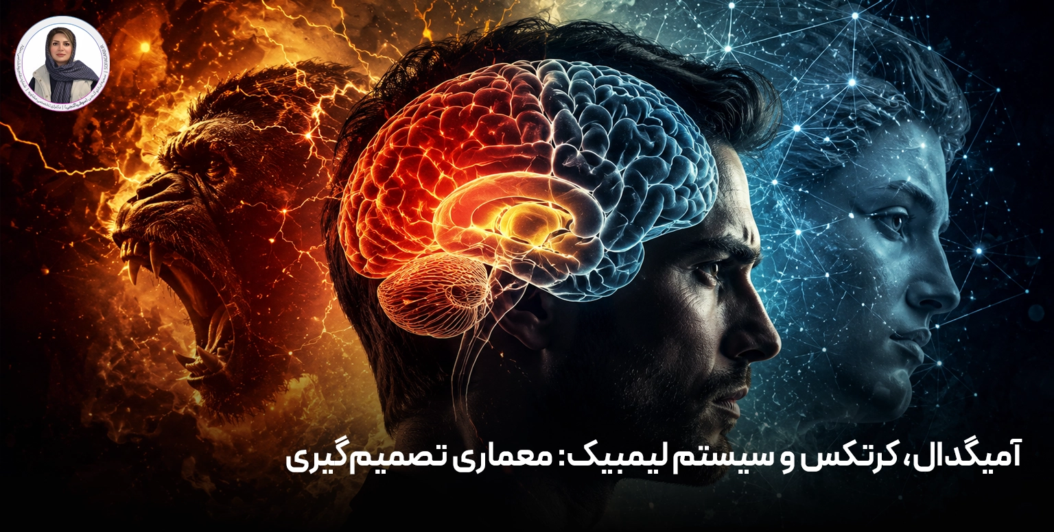 آمیگدال، کرتکس و سیستم لیمبیک: معماری تصمیم‌گیری